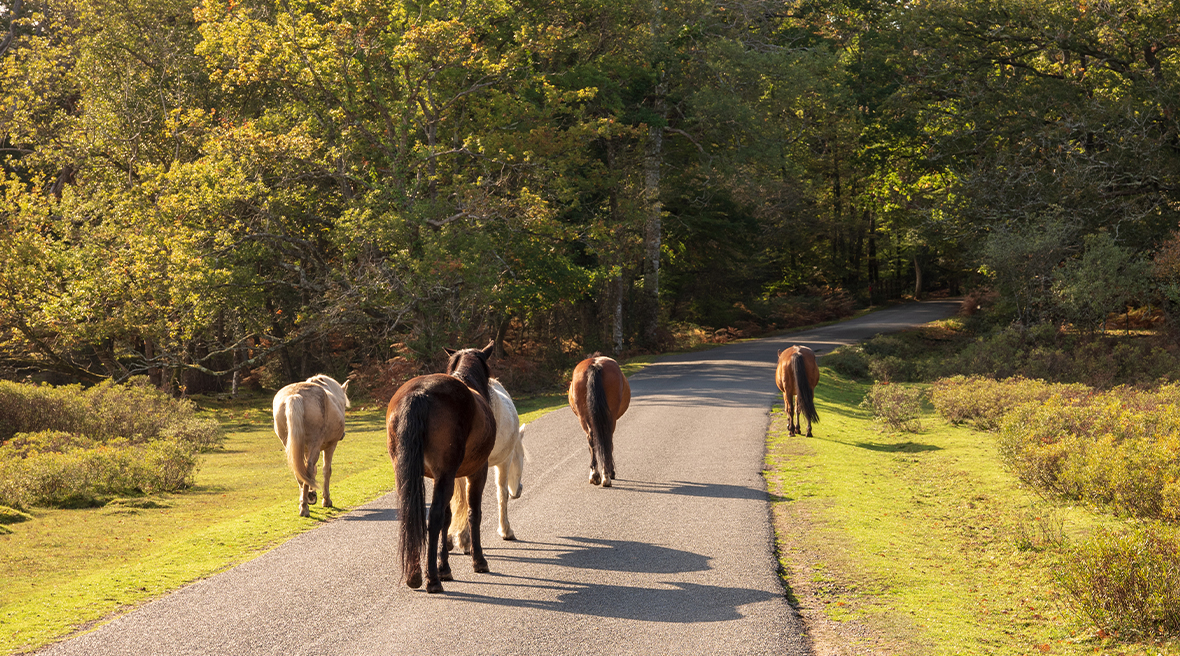 Des chevaux se promènent sur une route dans le New Forest, Hampshire, entourés de verdure